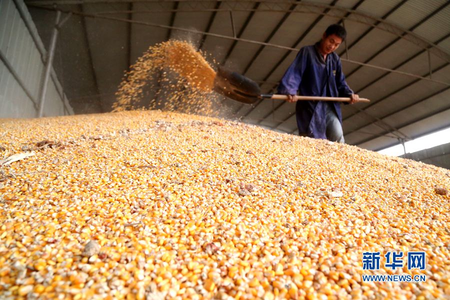 镜头下的丰收季 实拍榆树市于家镇一统村粮食收购现场