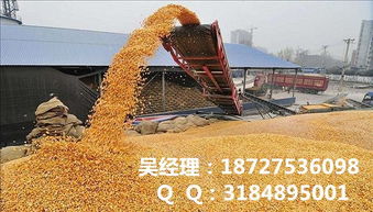 民发养殖 专业玉米收购，优质商家值得信赖